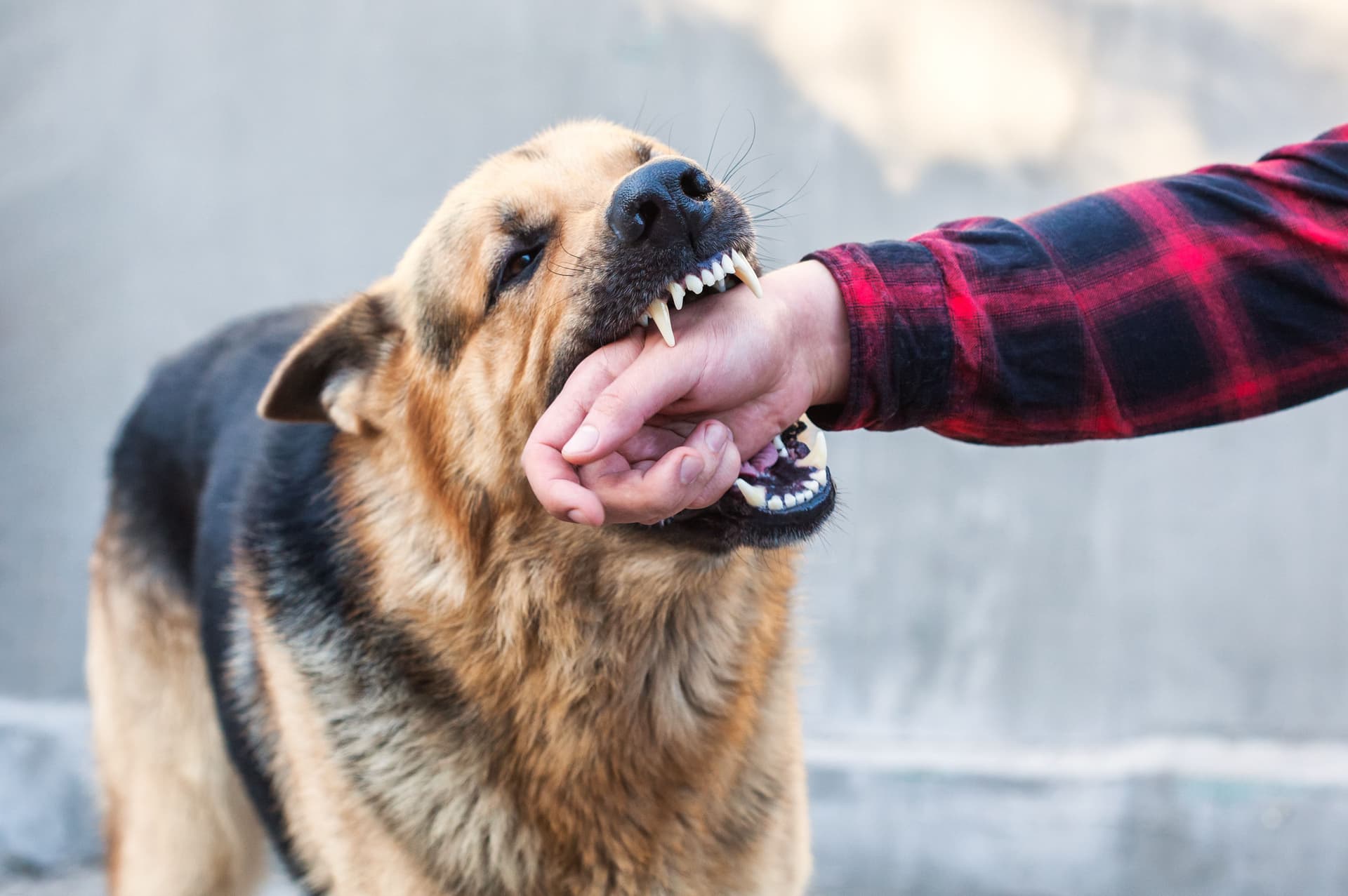 Dog Bite Injuries: Steps to Take, Legal Rights, and Paths to Recovery